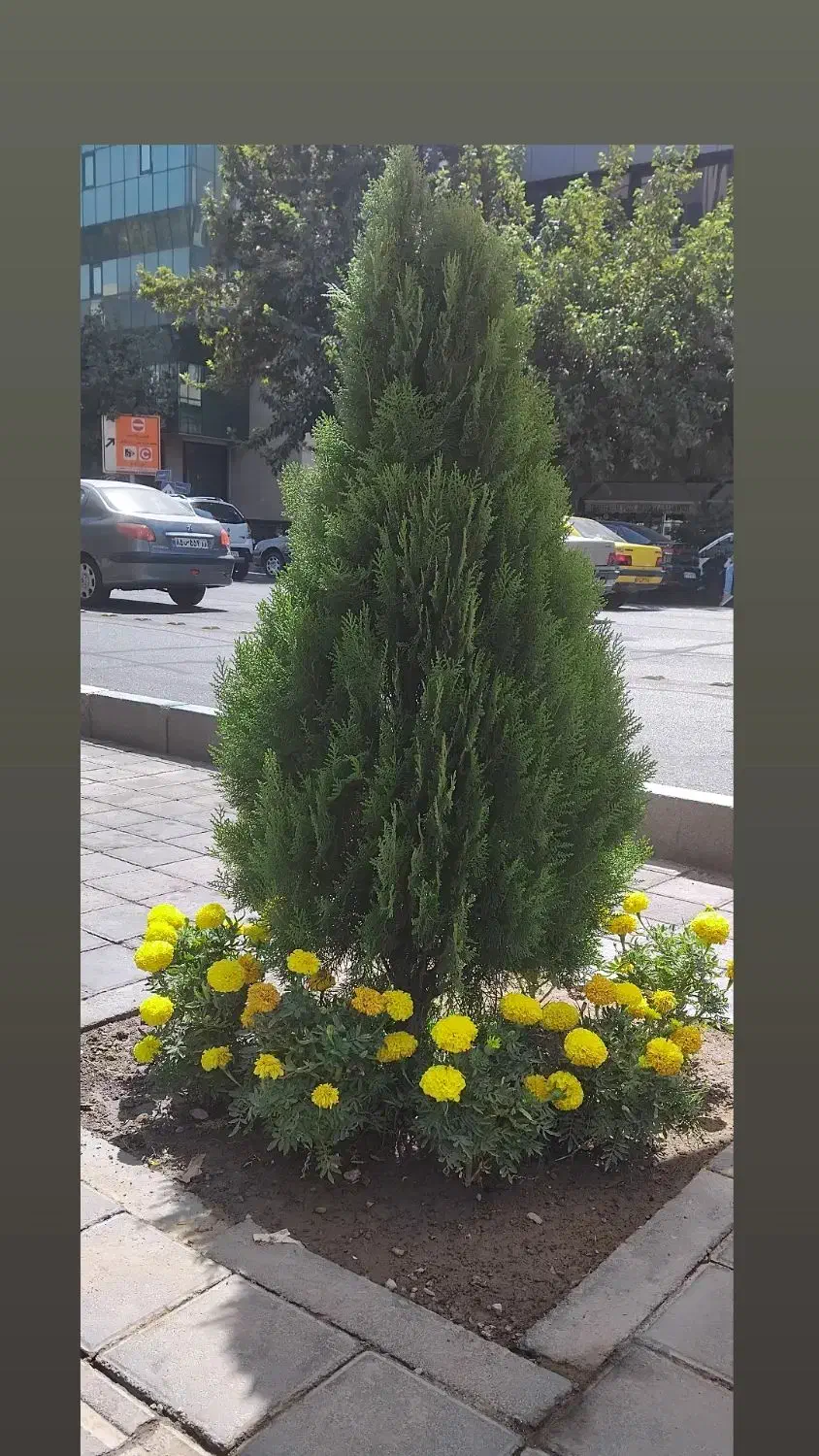 خدمات انواع گل و گیاه|خدمات باغبانی و درختکاری|تهران, اقدسیه|دیوار