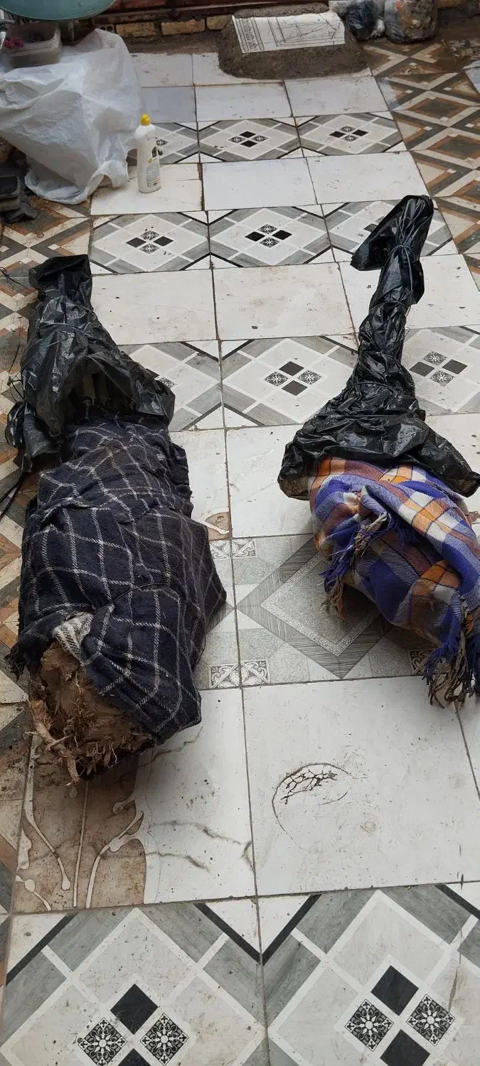 نخل برحی|گل و گیاه طبیعی|آبادان, |دیوار