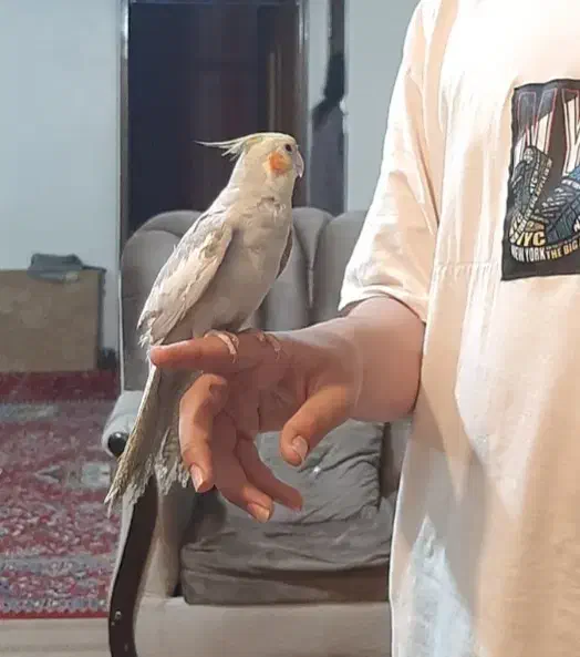 عروس هلندی نر|پرنده|شاهینشهر, عطار|دیوار