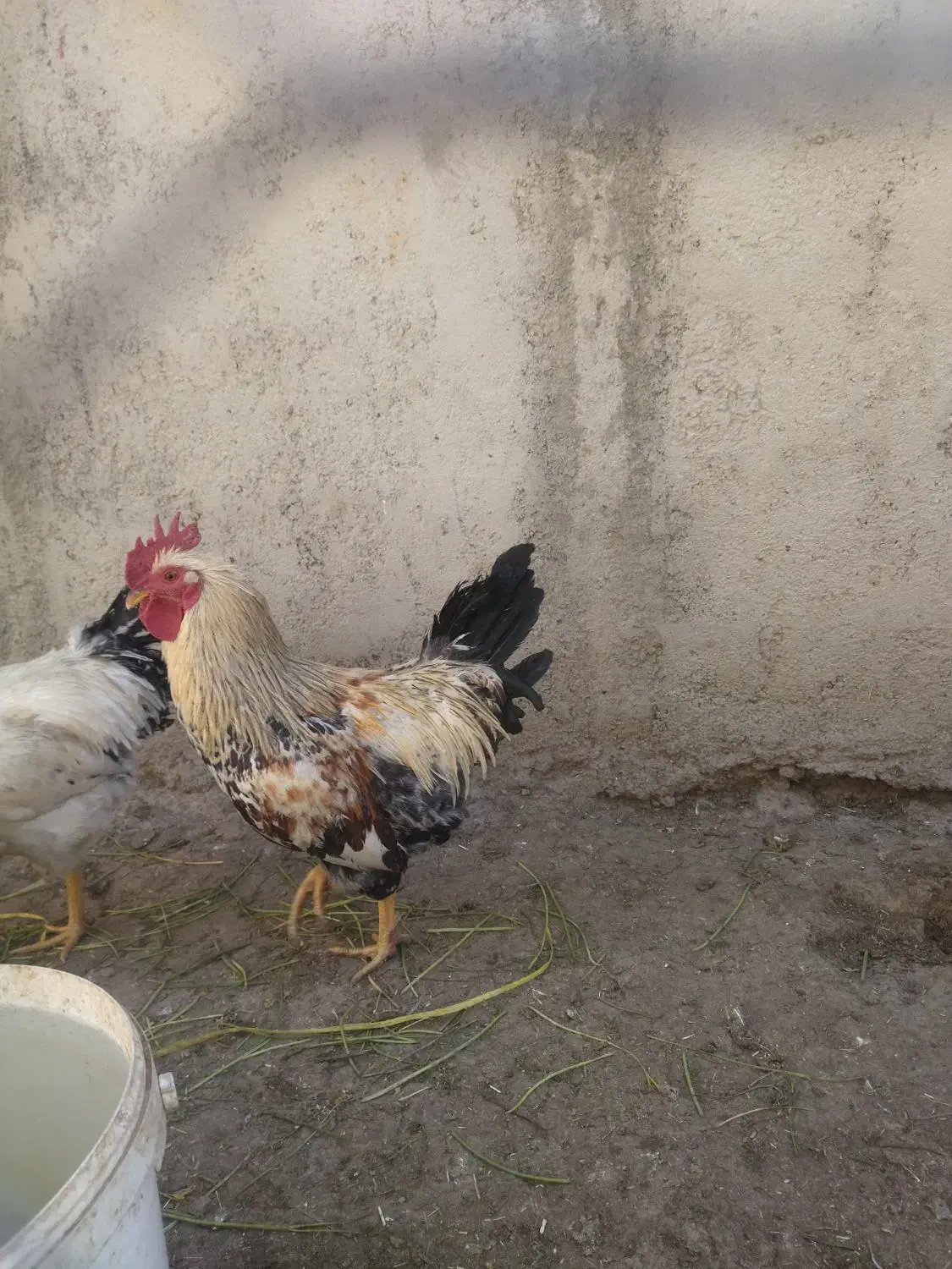 خروس|حیوانات مزرعه|الیگودرز, |دیوار