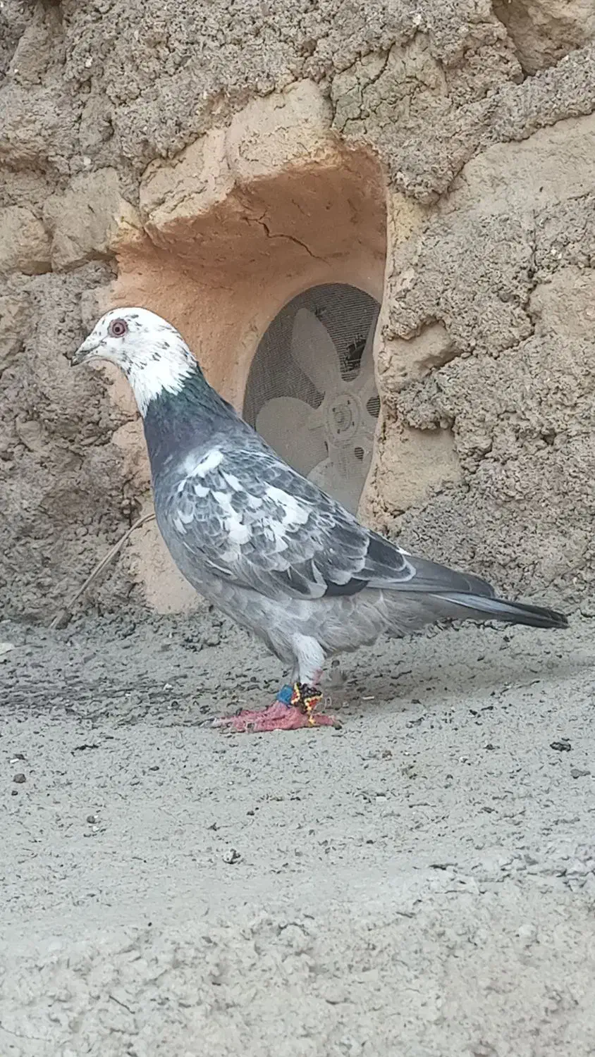 کفتر آلمانی بزک مسافتی|پرنده|مشهد, آبکوه|دیوار