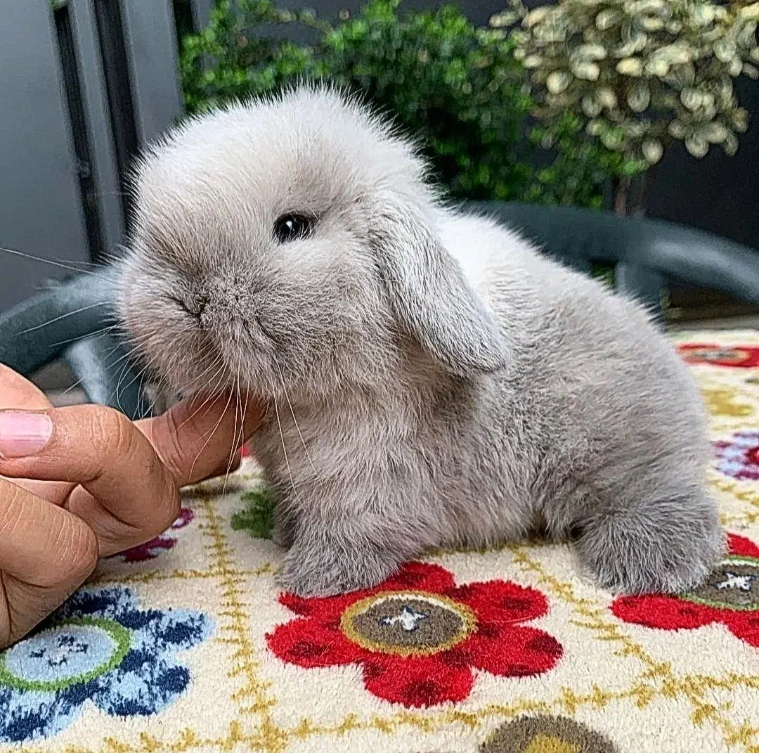 خرگوش لوپ صدفی سوپرفلت|موش و خرگوش|بوشهر, |دیوار