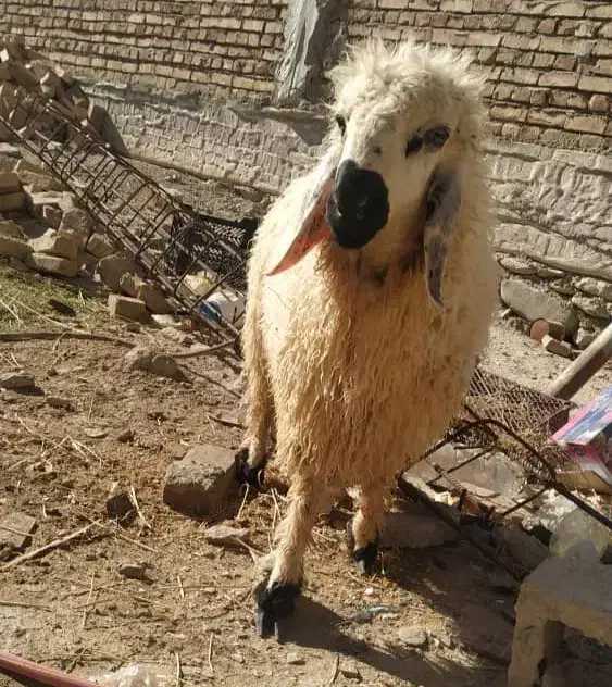 بره نر یا گورگ|حیوانات مزرعه|سراوان, |دیوار