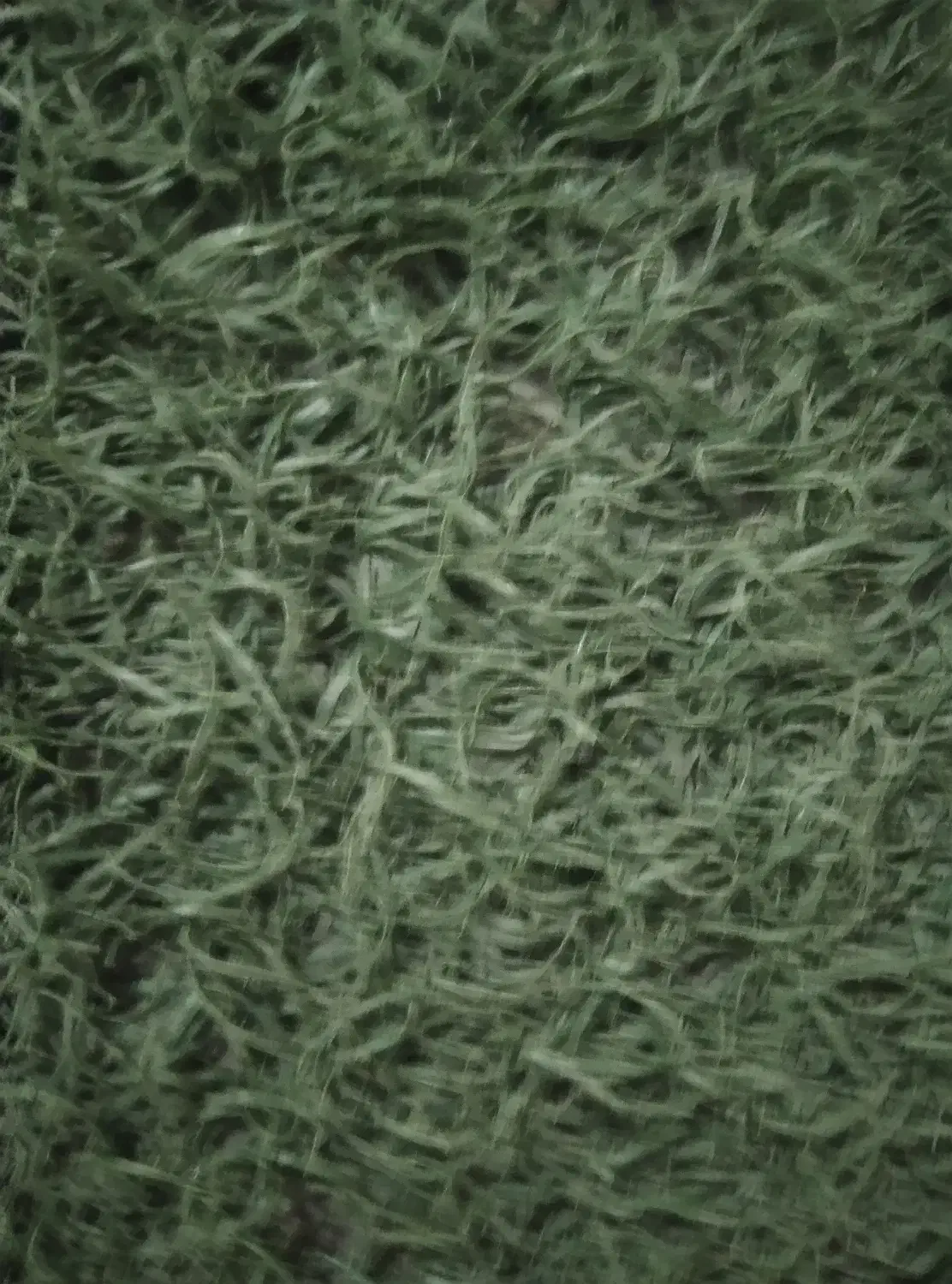 چمن مصنوعی|مصالح و تجهیزات ساختمان|گلستان (تهران), |دیوار