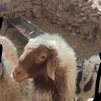 قوچ|حیوانات مزرعه|نیمبلوک, |دیوار