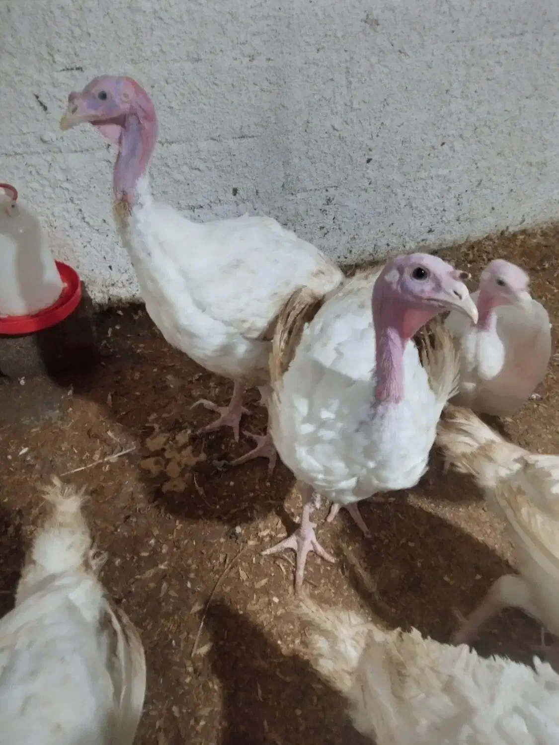 فروش بوقلمون بیوتی|حیوانات مزرعه|چالوس, |دیوار