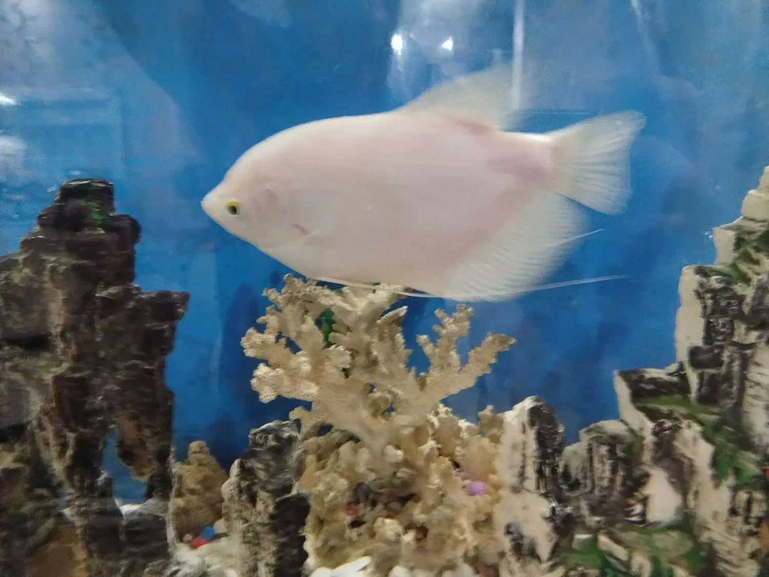 اسفراناموس|ماهی|قزوین, |دیوار