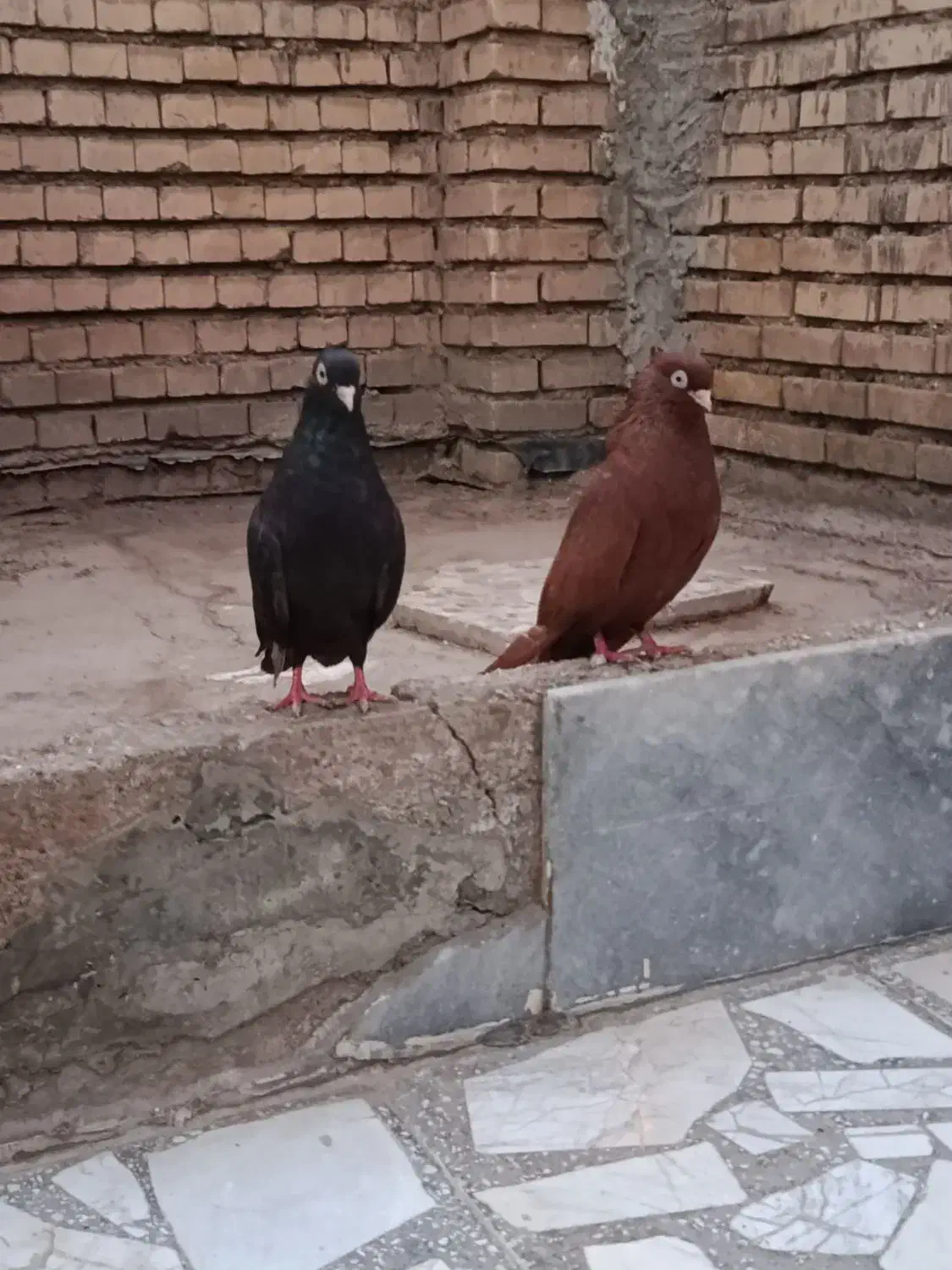 کفتر رنگی|پرنده|خرمشهر, |دیوار