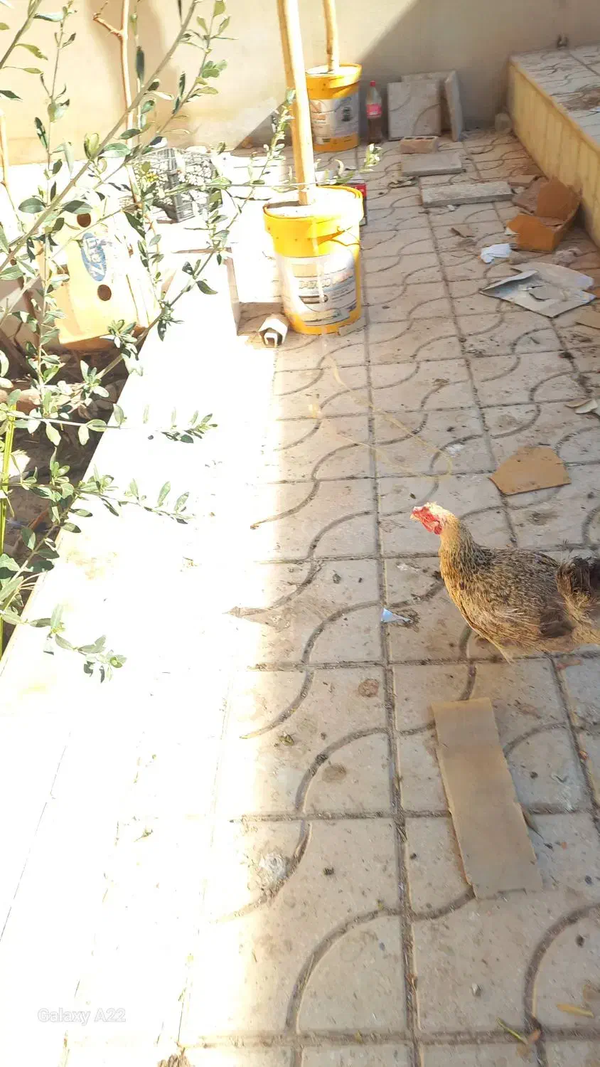 مرغ تخم گزار|پرنده|ابرکوه, |دیوار