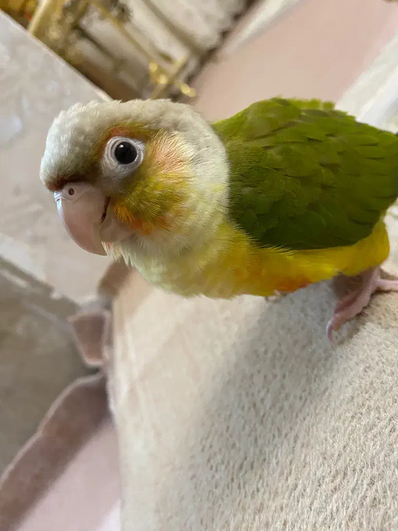 گیرنچیک اهلی|پرنده|تبریز, |دیوار