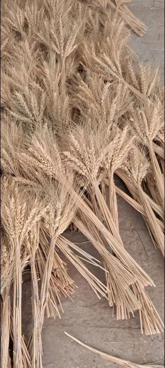 خوشه گندم|گل مصنوعی|شیراز, حومه شیراز|دیوار