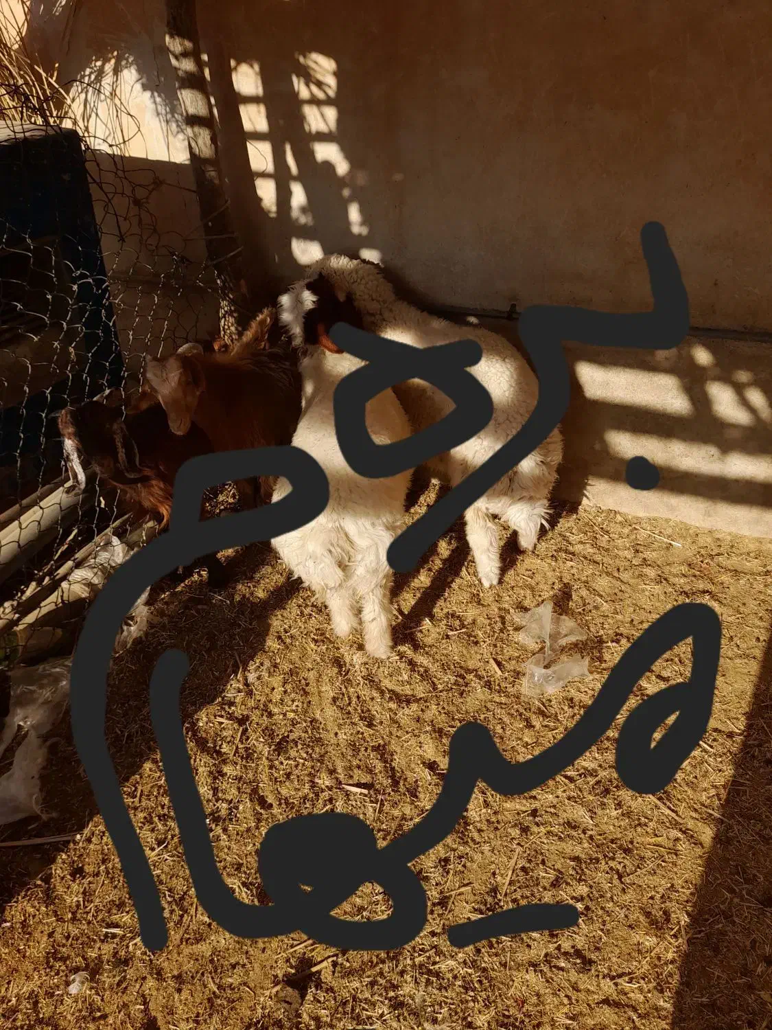 ۵۰ عدد بره نر|حیوانات مزرعه|دره شهر, |دیوار