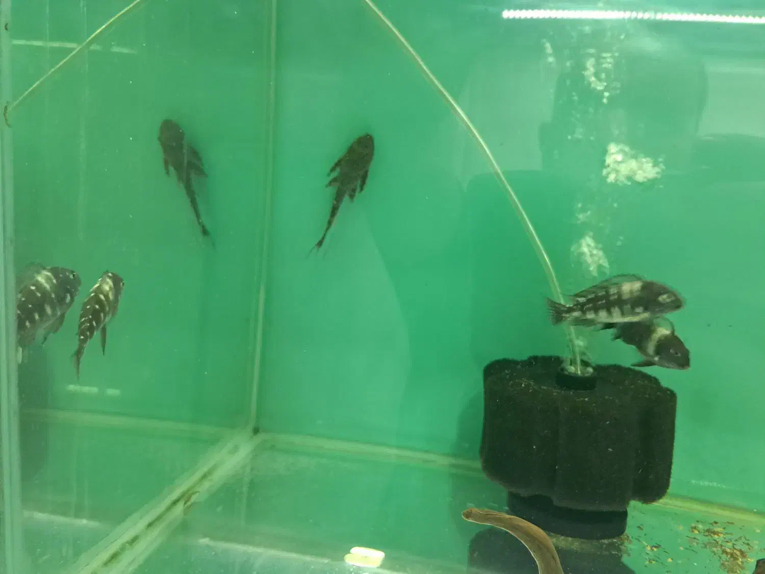 دبوسی ماهی|ماهی|مشهد, رسالت|دیوار