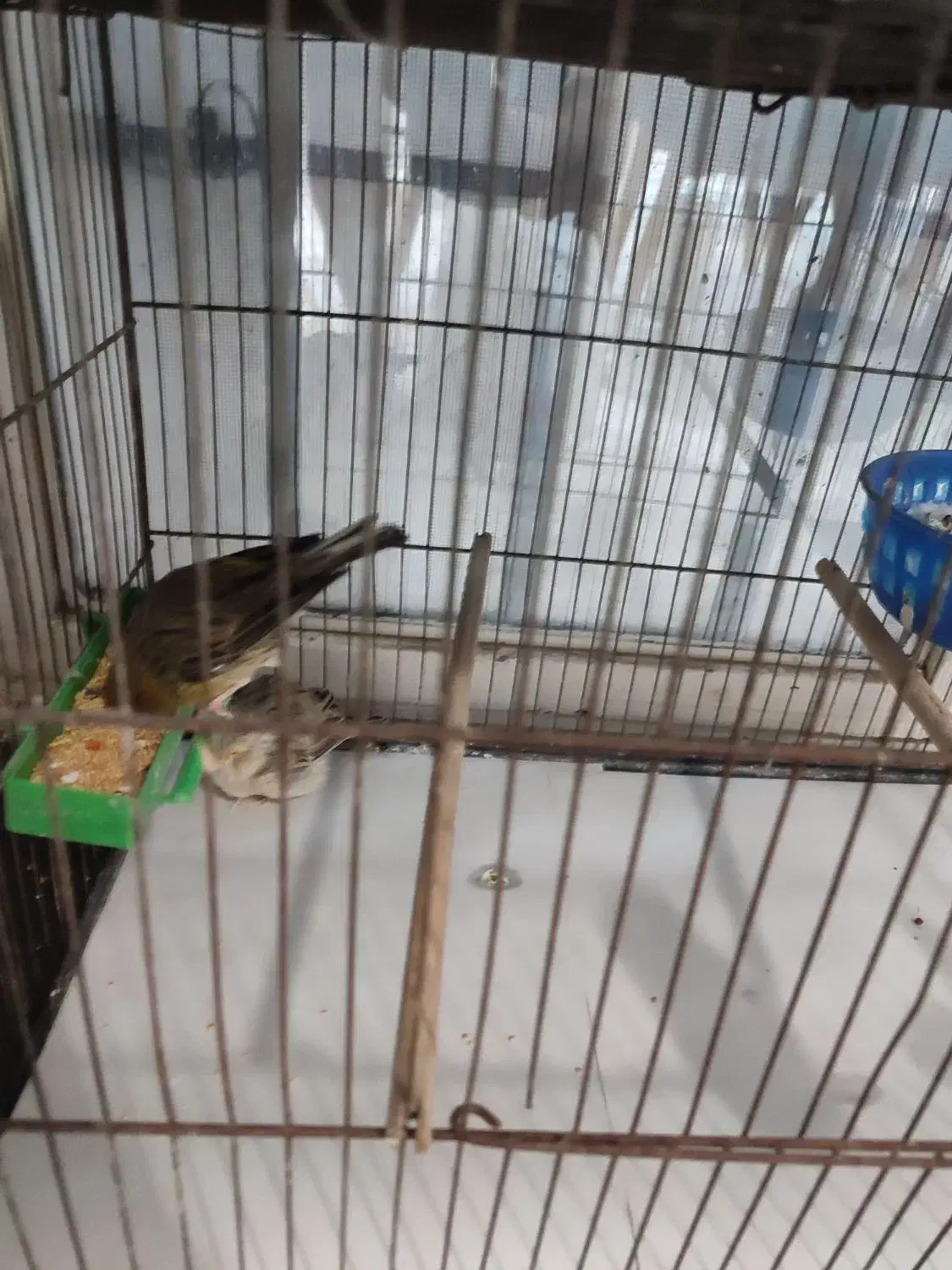 عروس هلندی .قناری.کوتوله برزلی|پرنده|بندرعباس, |دیوار