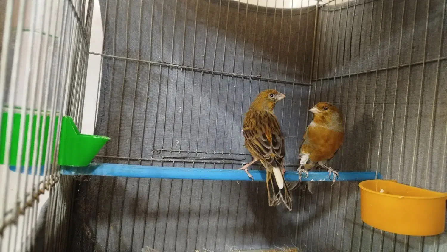 قناری سبز نر و ماده|پرنده|برخوار, |دیوار