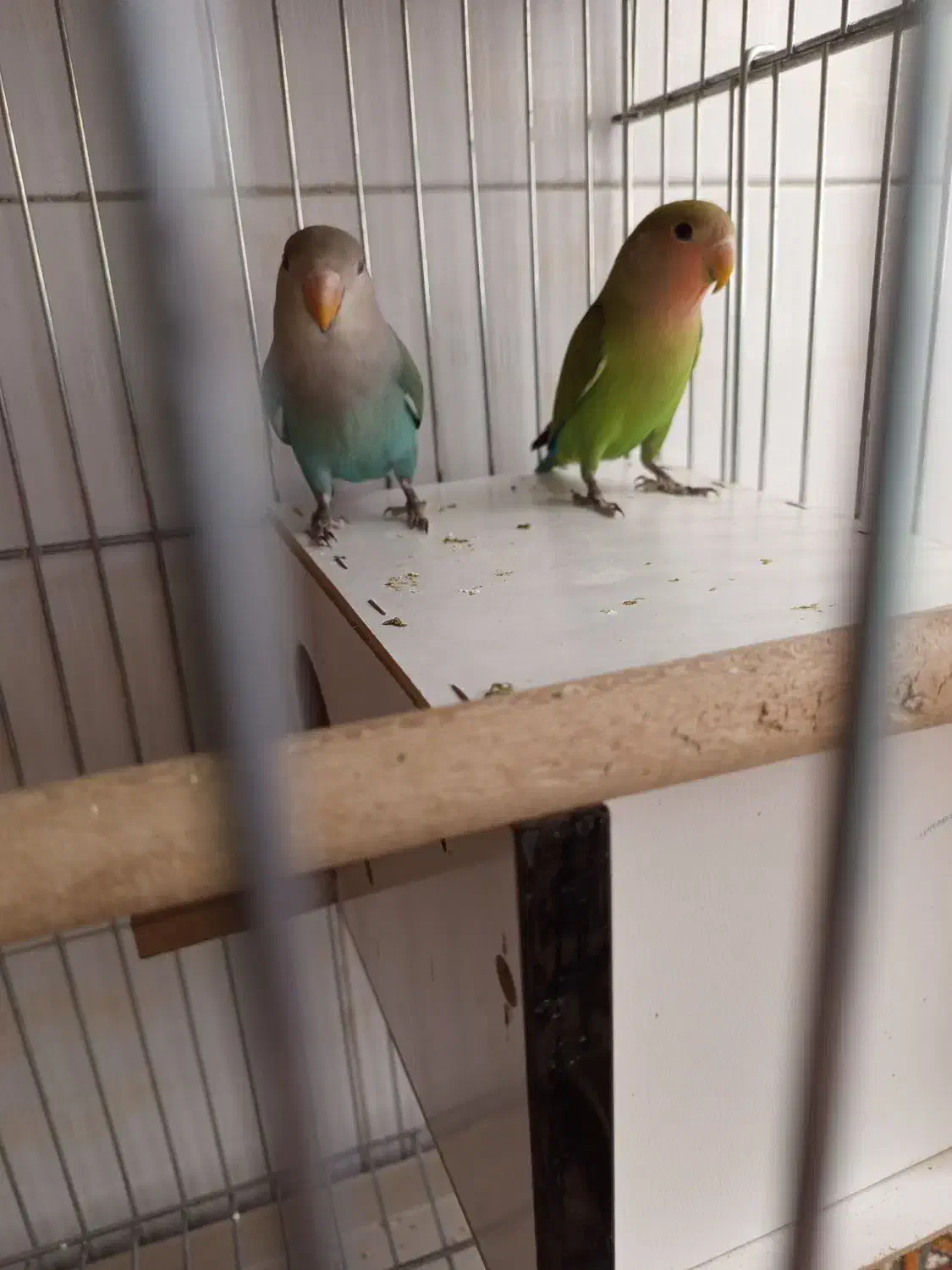 کوتوله|پرنده|شیراز, شیخ علی چوپان|دیوار