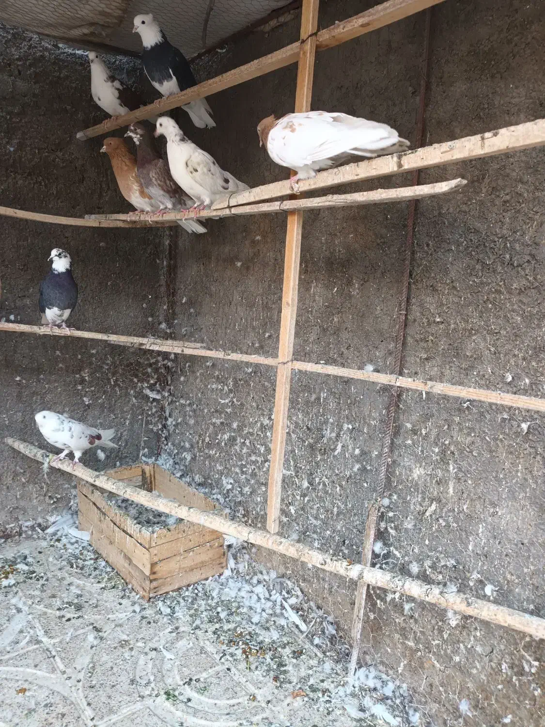 کبوتر|پرنده|اصفهان, سپاهانشهر|دیوار