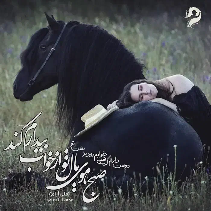 خرید و فروش اسب|اسب و تجهیزات اسب‌سواری|اهواز, امانیه|دیوار