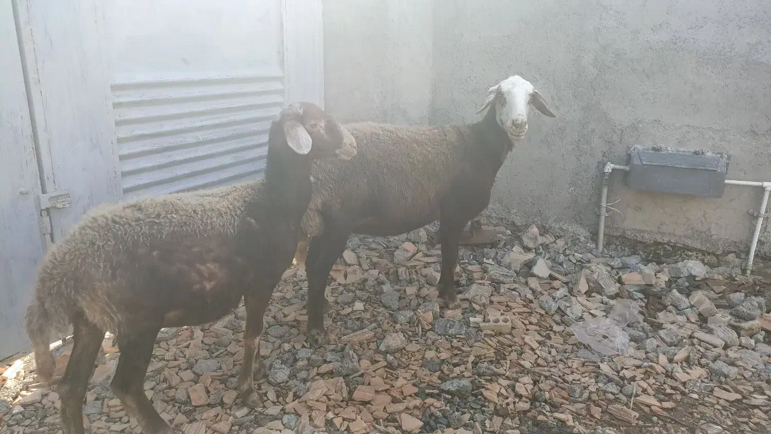 گوسفند شیشک. توقلی و بز بزغاله دار|حیوانات مزرعه|سیمین شهر, |دیوار