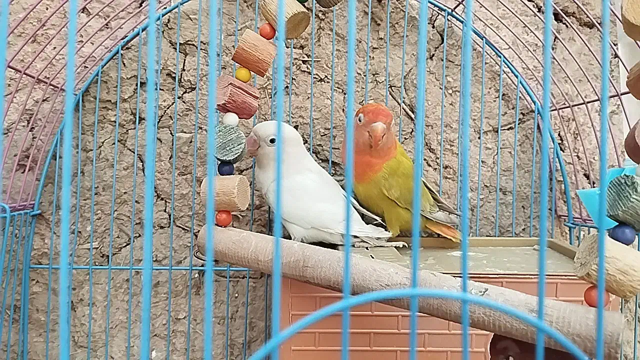 فروش پرندع ب صورت یکجا و جفتی همگی خانگی هستن|پرنده|سقز, |دیوار