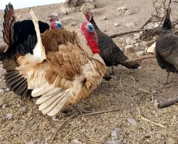 بقلمون|حیوانات مزرعه|سراوان, |دیوار