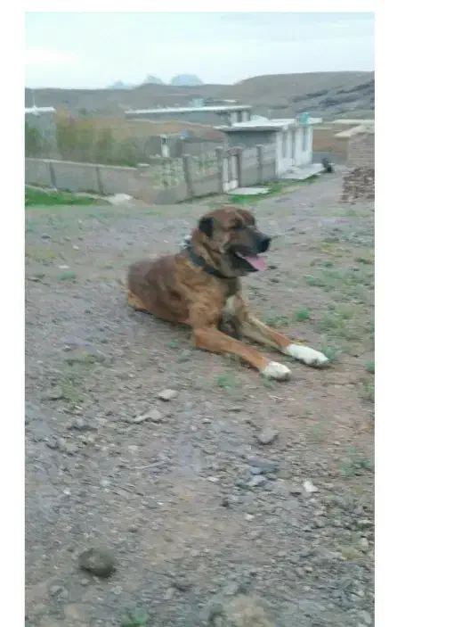 سگ گله|سگ|زاوه, |دیوار