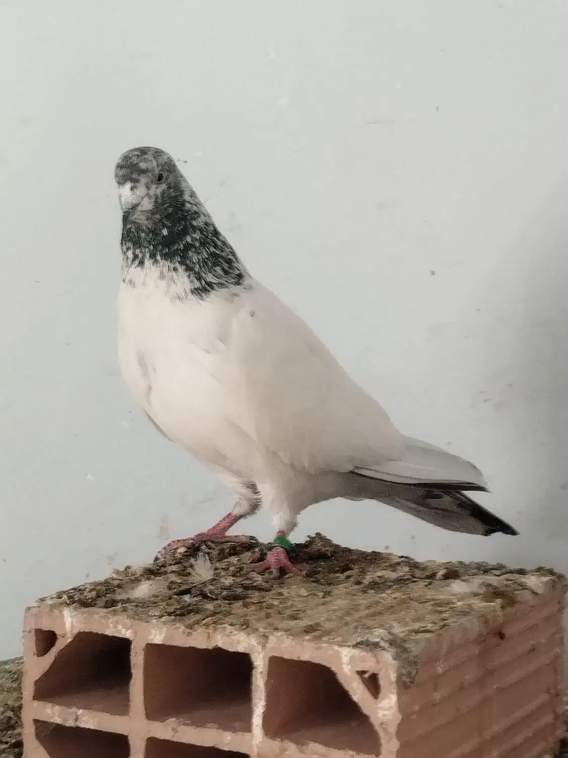 کفتر پرشی|پرنده|علیآباد کتول, |دیوار