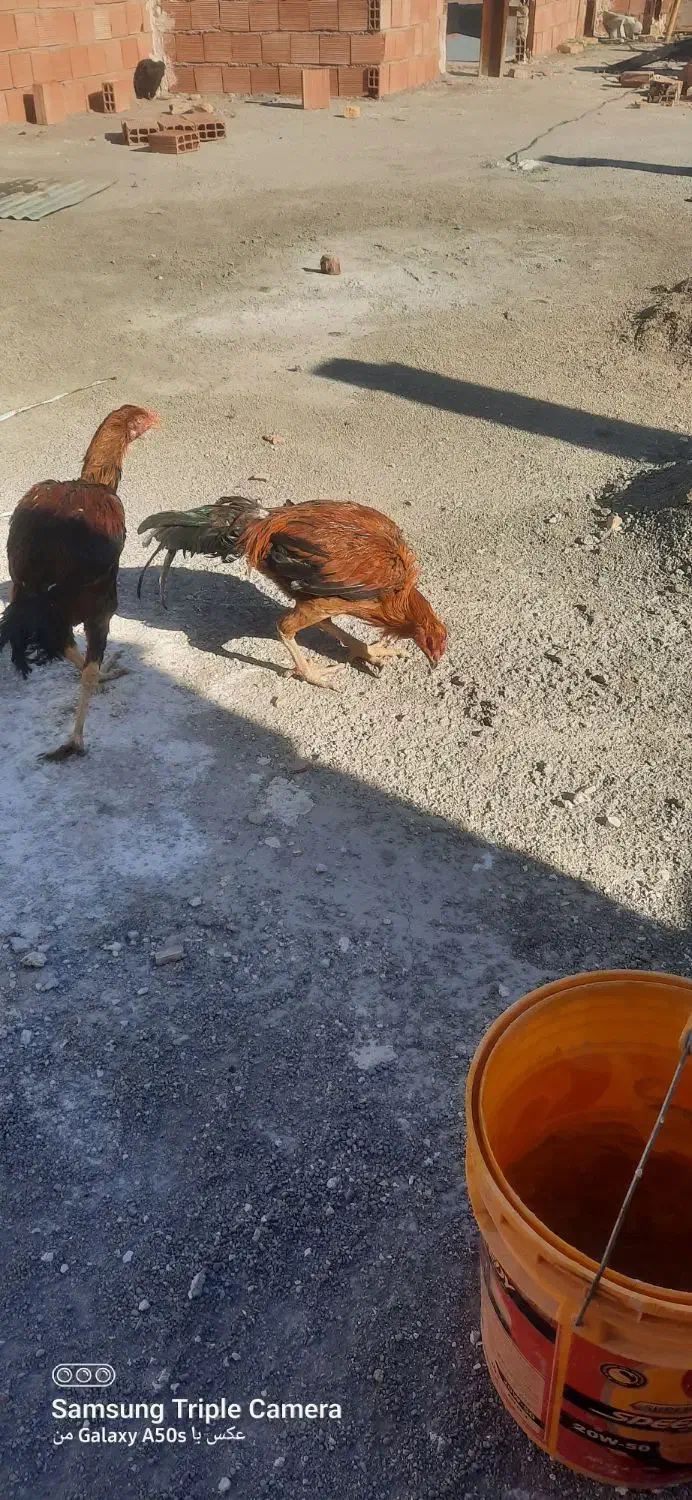 خروس لاری|حیوانات مزرعه|پاکدشت, حصار امیر|دیوار