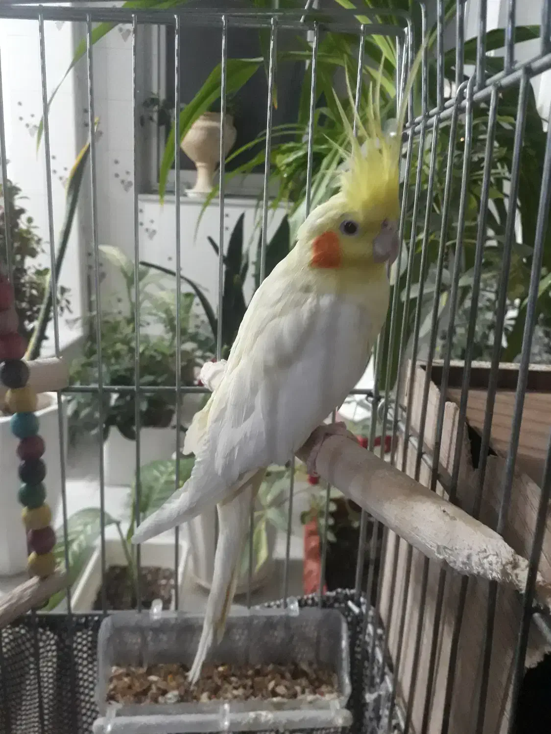 عروس هلندی ماده|پرنده|یزد, |دیوار