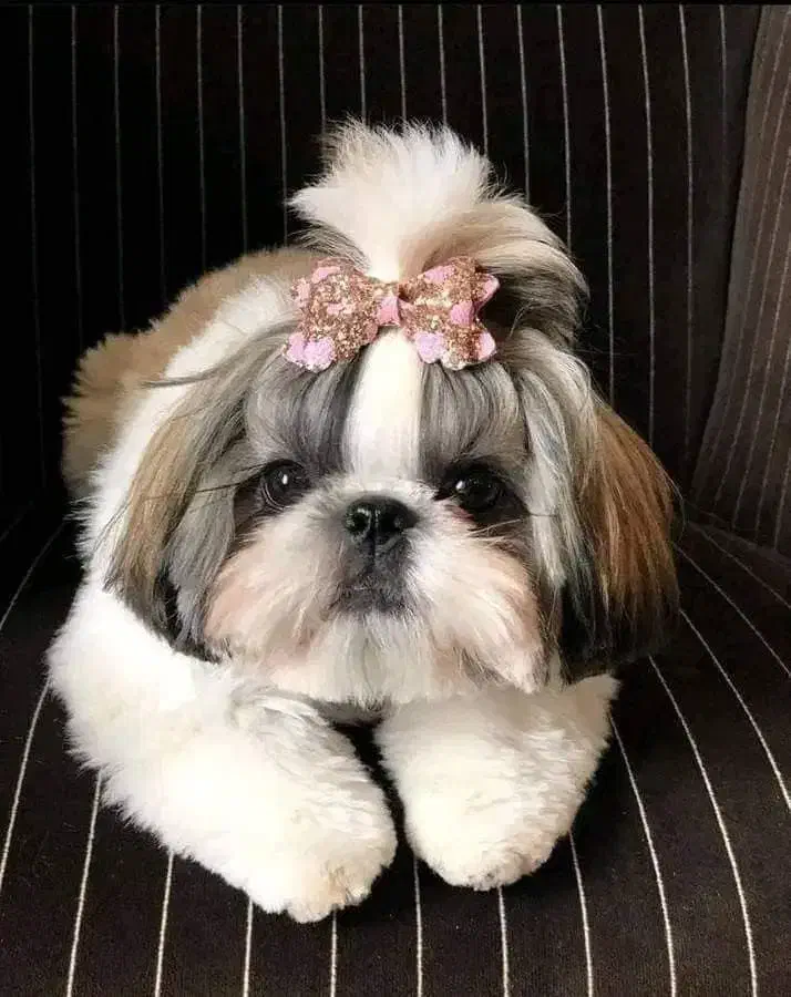 شیتزو سوپرفلت تیپ اروپایی فلت|سگ|کرج, کیانمهر|دیوار