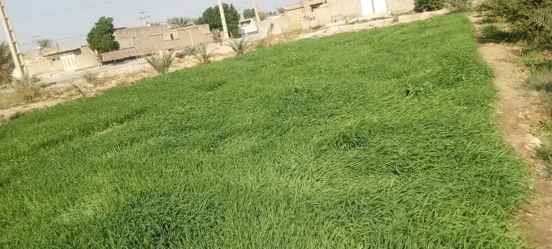 جو سبز برای دامدارن|لوازم جانبی حیوانات|سوسنگرد, |دیوار