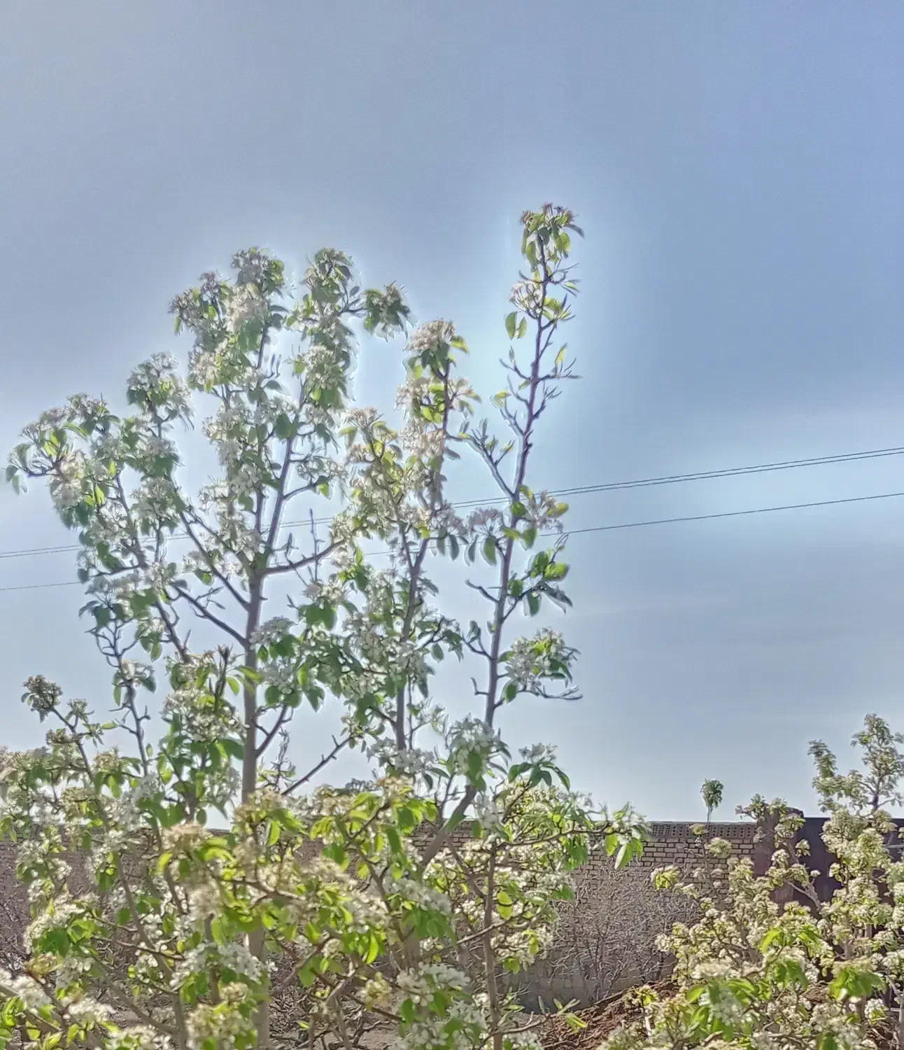 باغ،مقداری بالاتر از دانشگاه حکیم،تخفیف ویژه|فروش زمین و ملک کلنگی|سبزوار, قصبه شرقی|دیوار