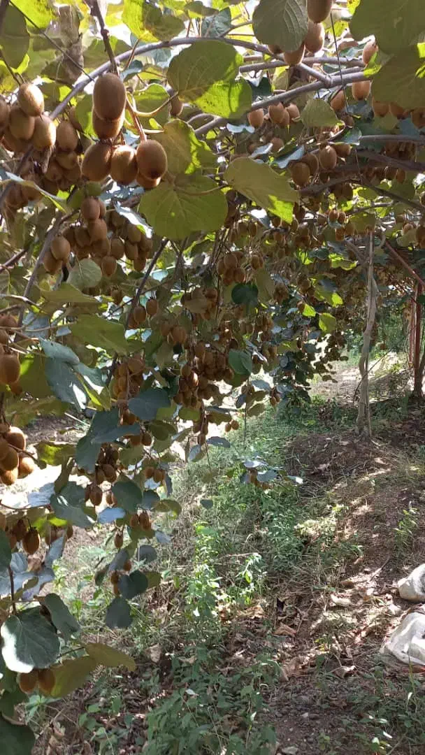 کیوی ریز دوقلوبه فروش میرسد|گل و گیاه طبیعی|واجارگاه, |دیوار