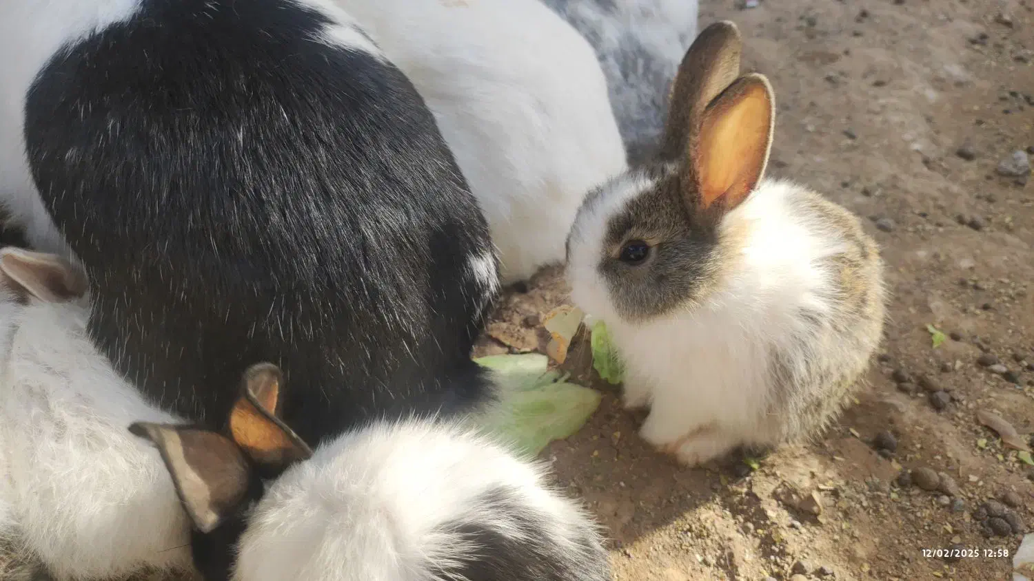 خرگوش نانازی|موش و خرگوش|سبزوار, پاسداران|دیوار