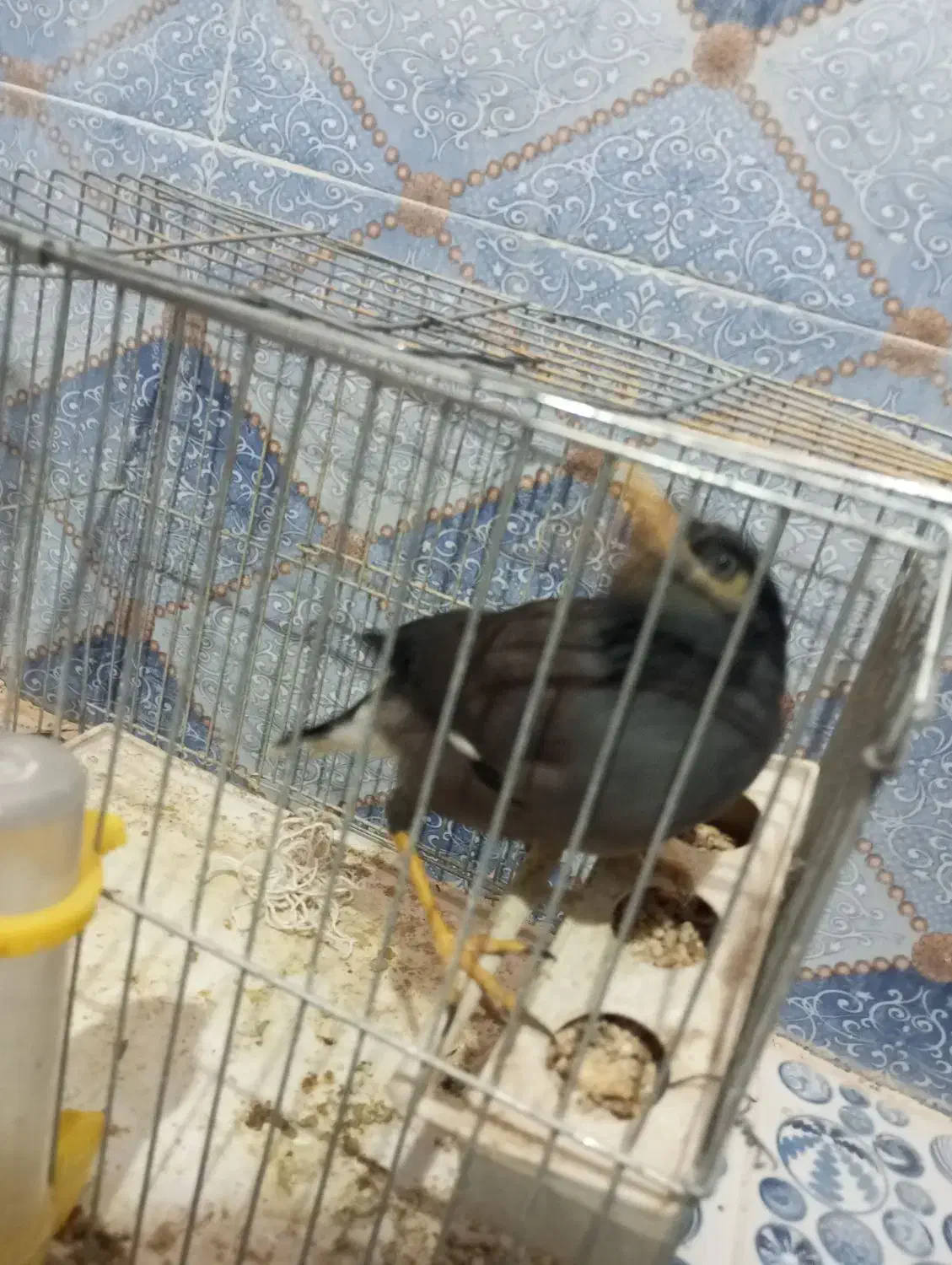 مرغ مینا|پرنده|زاهدان, |دیوار