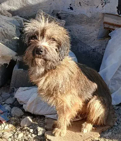 سگ پشمالو|سگ|قوچان, |دیوار
