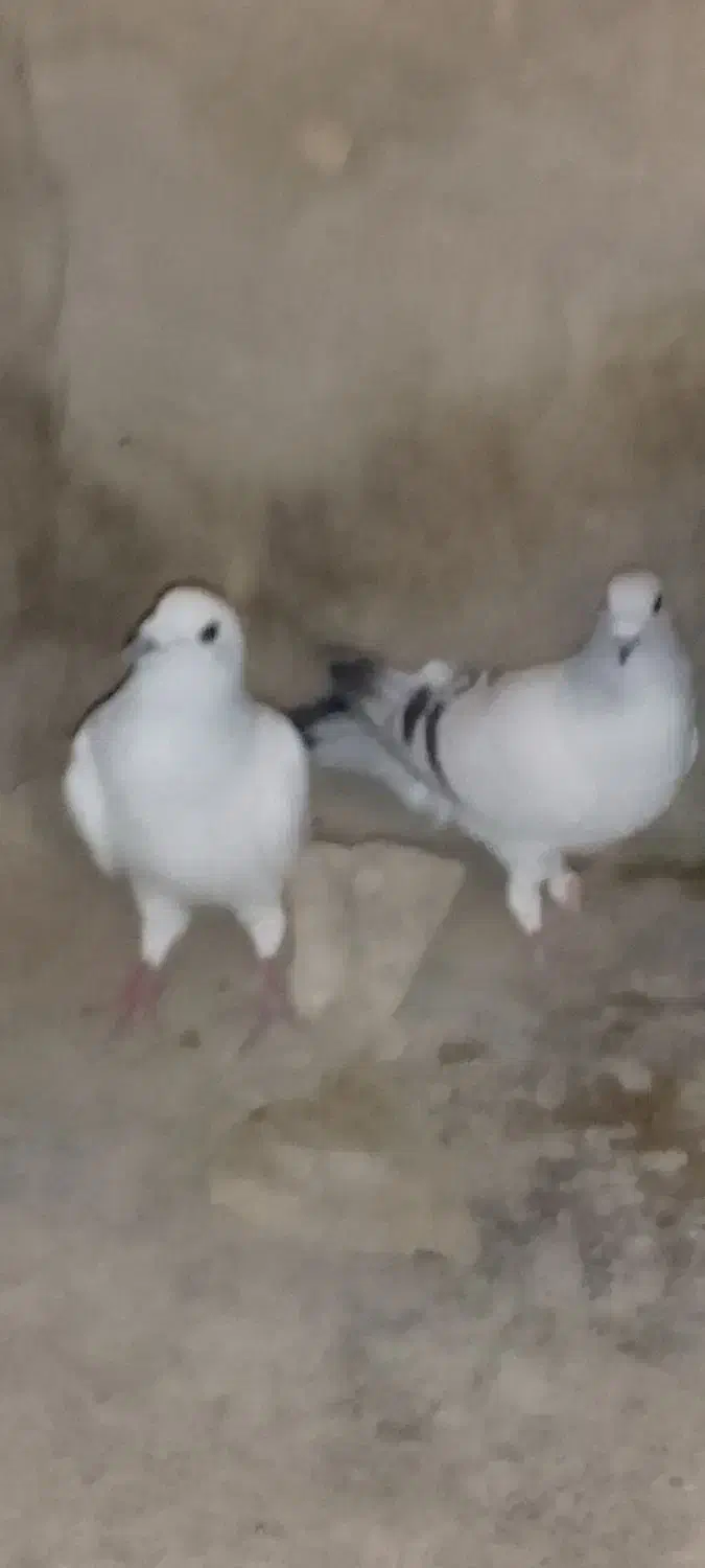 سلام دوعددکبوتر نر1000000|پرنده|کرباسک, |دیوار