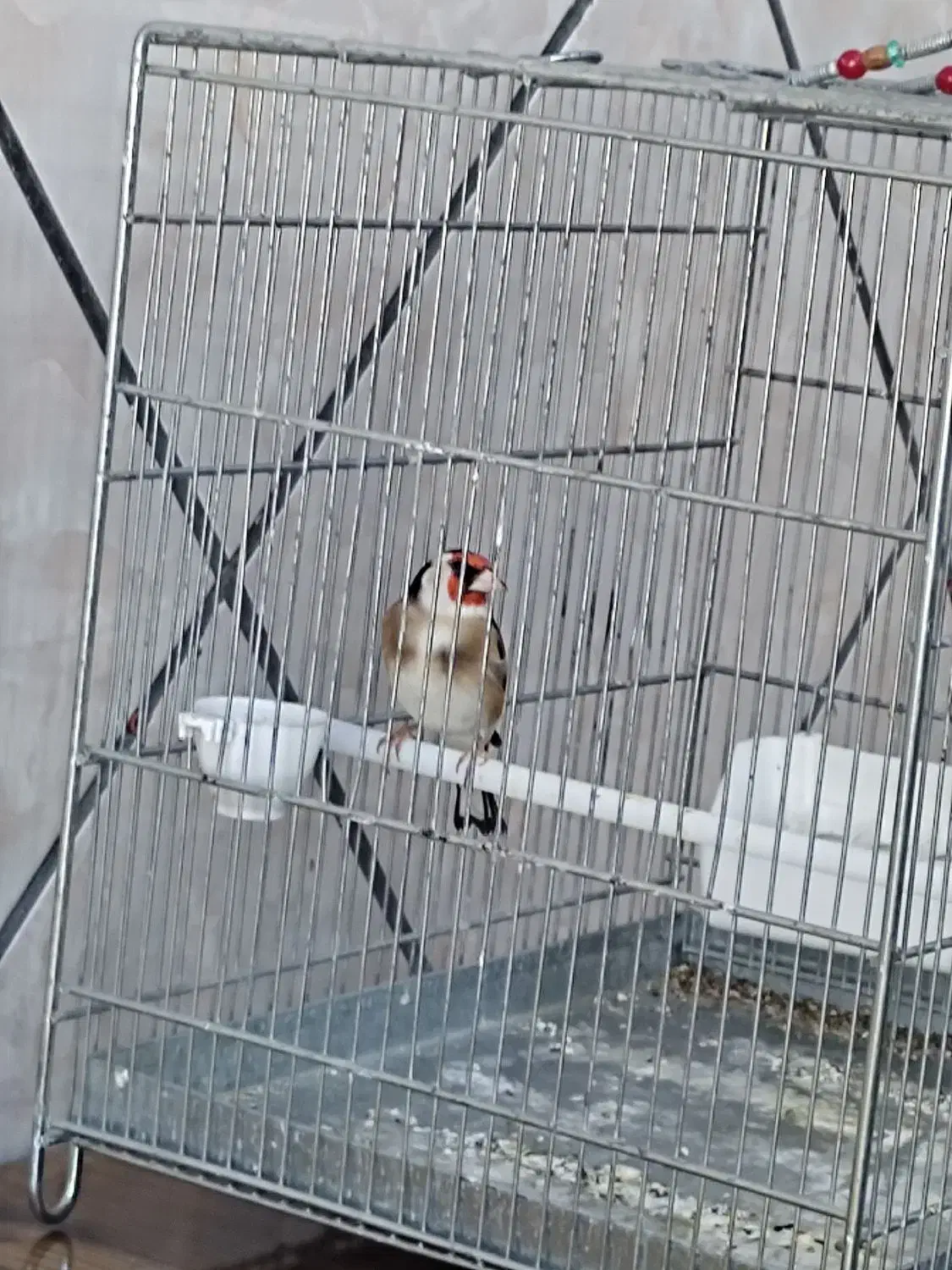 سهره|پرنده|ملایر, |دیوار