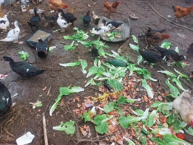 اردک اسراییلی وخروس|حیوانات مزرعه|رشت, پیرکلاچای|دیوار