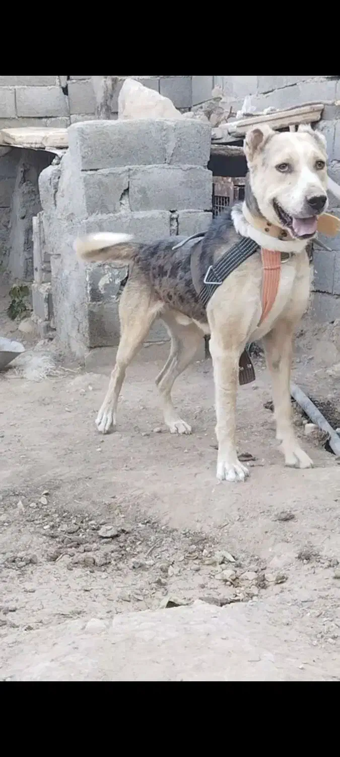 سگبراینگهبانی|سگ|دشتابی, |دیوار