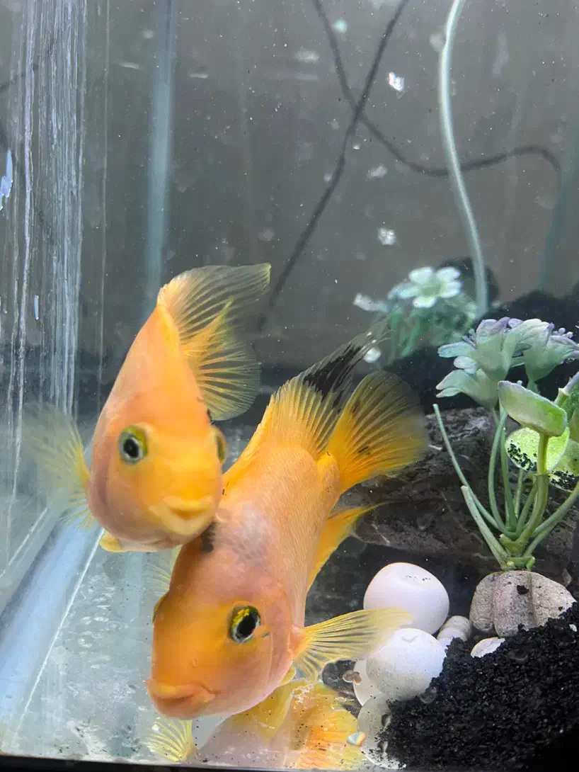 ماهی طوطی آگواریومی|ماهی|یزد, |دیوار