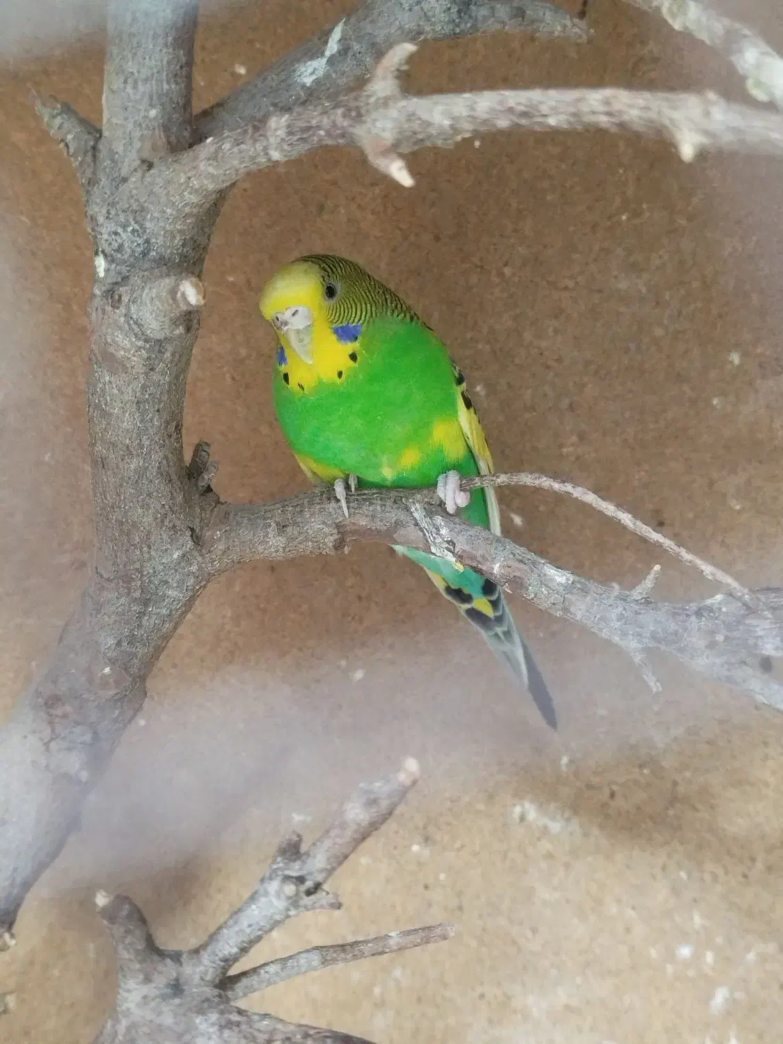 مرغ عشق انگلیسی|پرنده|یزد, |دیوار