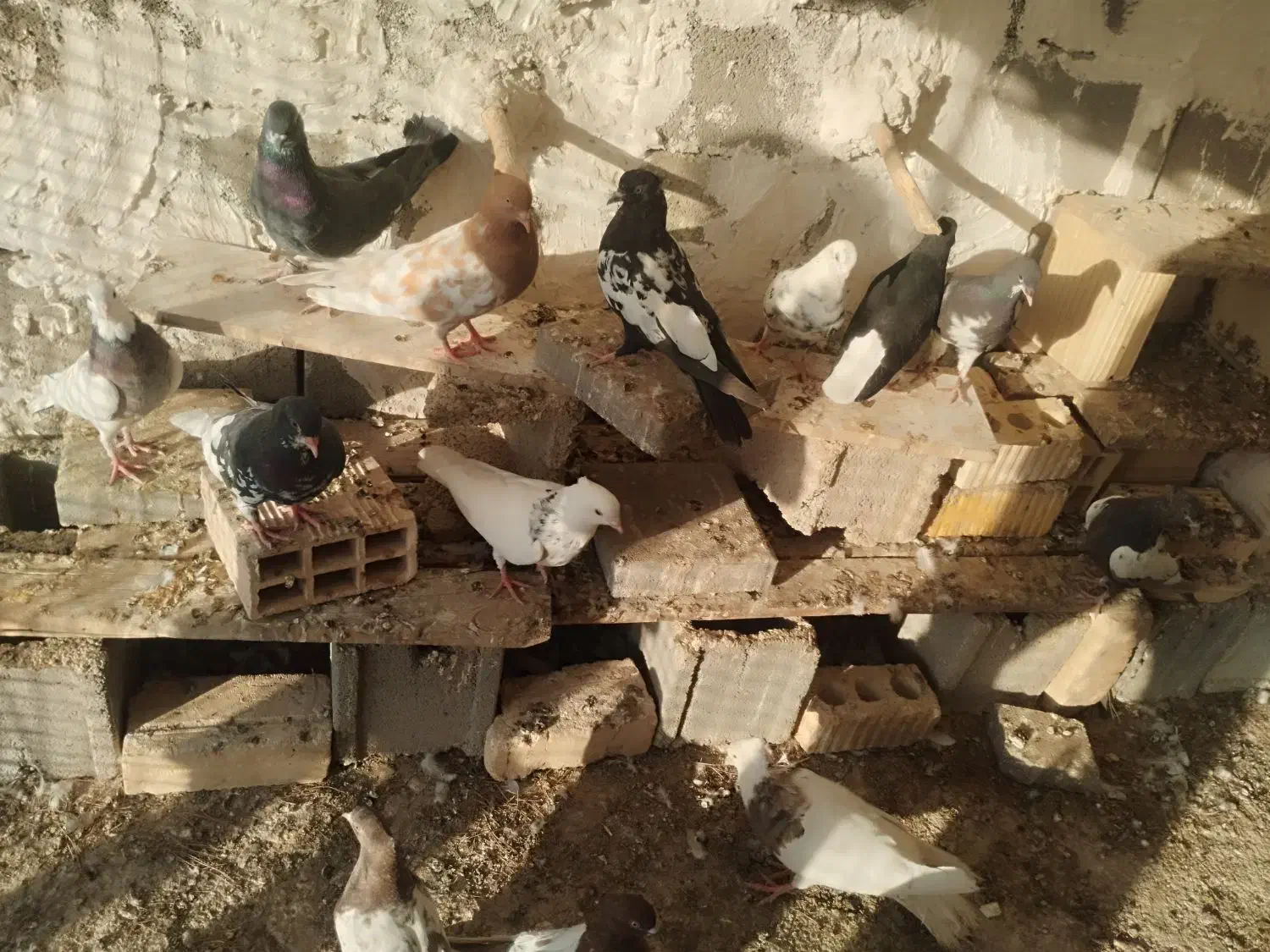 کفتر کبوتر|پرنده|شیراز, درکی|دیوار
