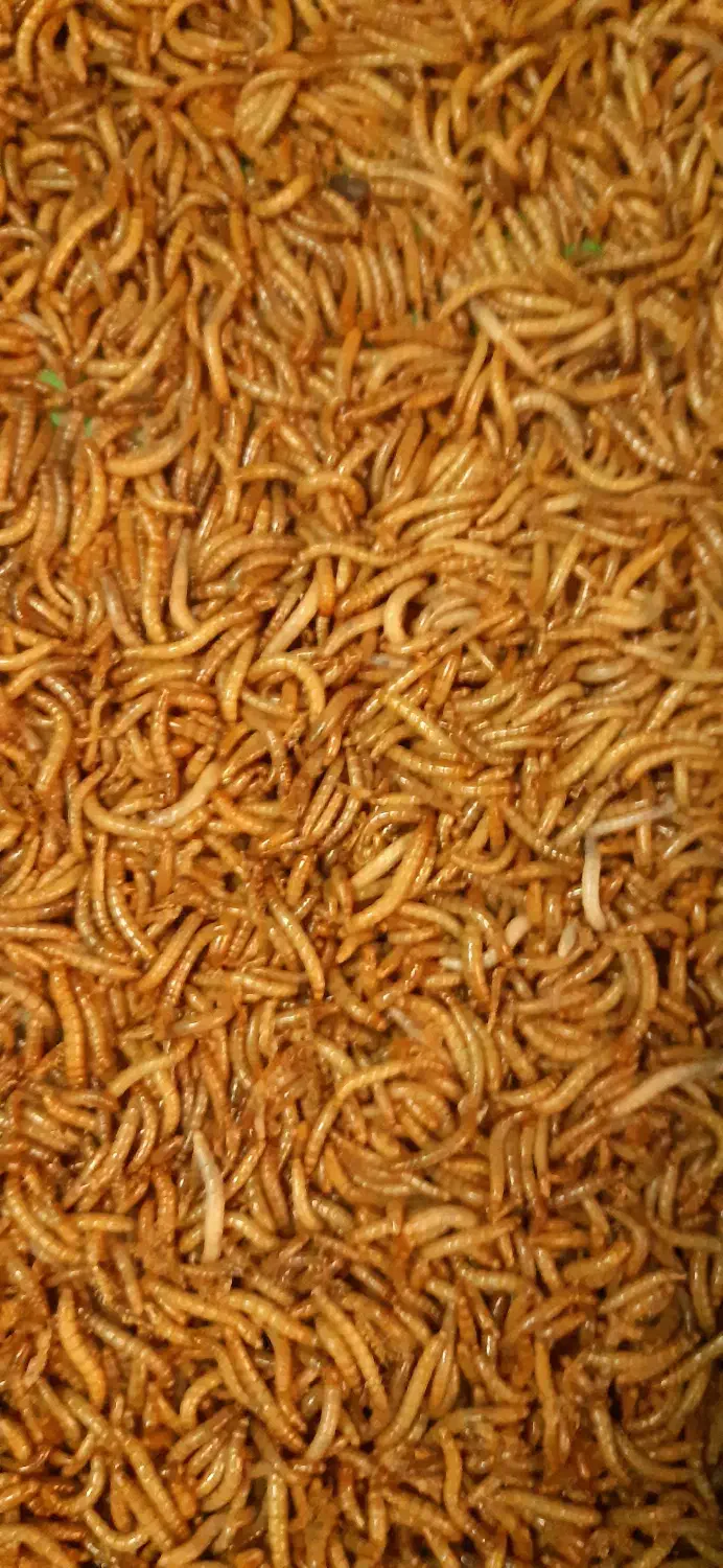 میلورم سوپر ورم زنده خشک|خزنده|اهواز, نادری|دیوار