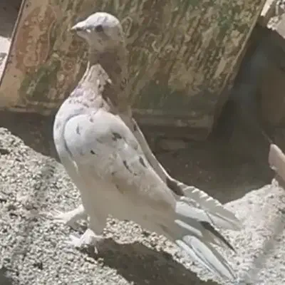 کفتر سرور|پرنده|حمیدیا, |دیوار