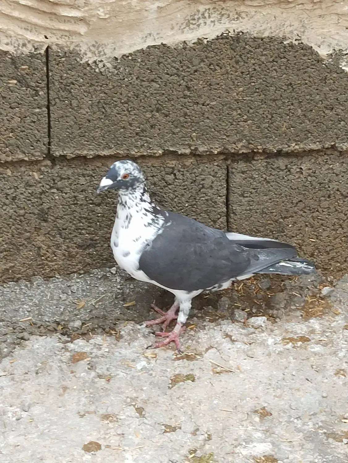 بزک. سینه سفید. گوره. کشکی. پلاکی|پرنده|فراشبند, |دیوار