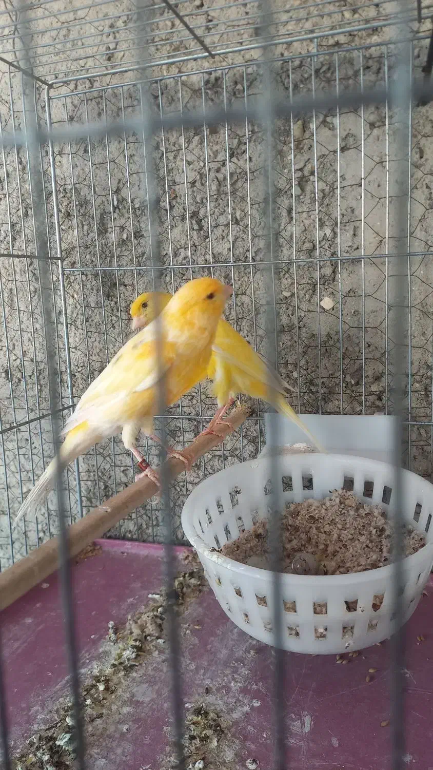 قناری نروماده|پرنده|تهران, تهرانپارس شرقی|دیوار