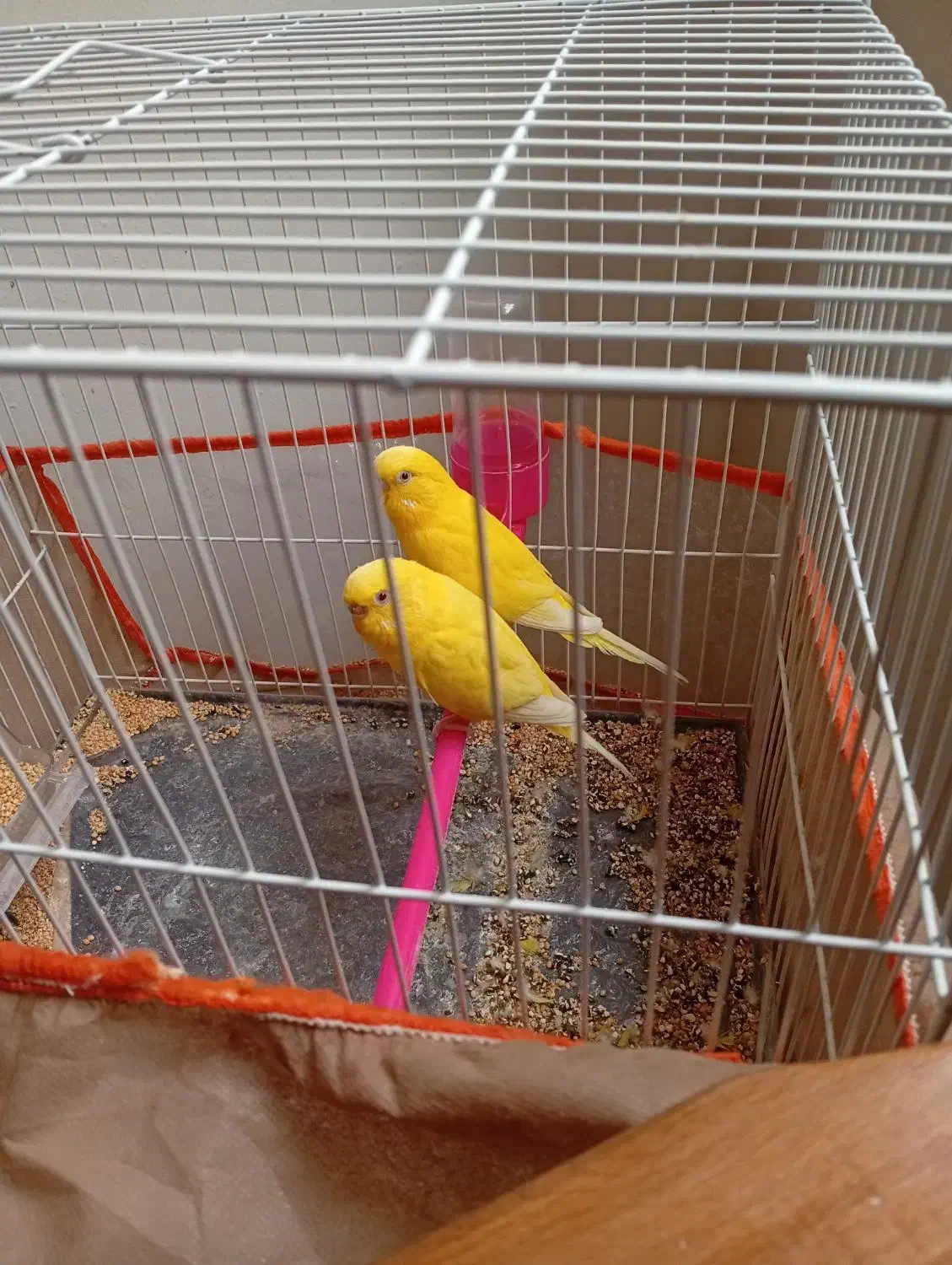 مرغ عشق|پرنده|مشهد, شفا|دیوار