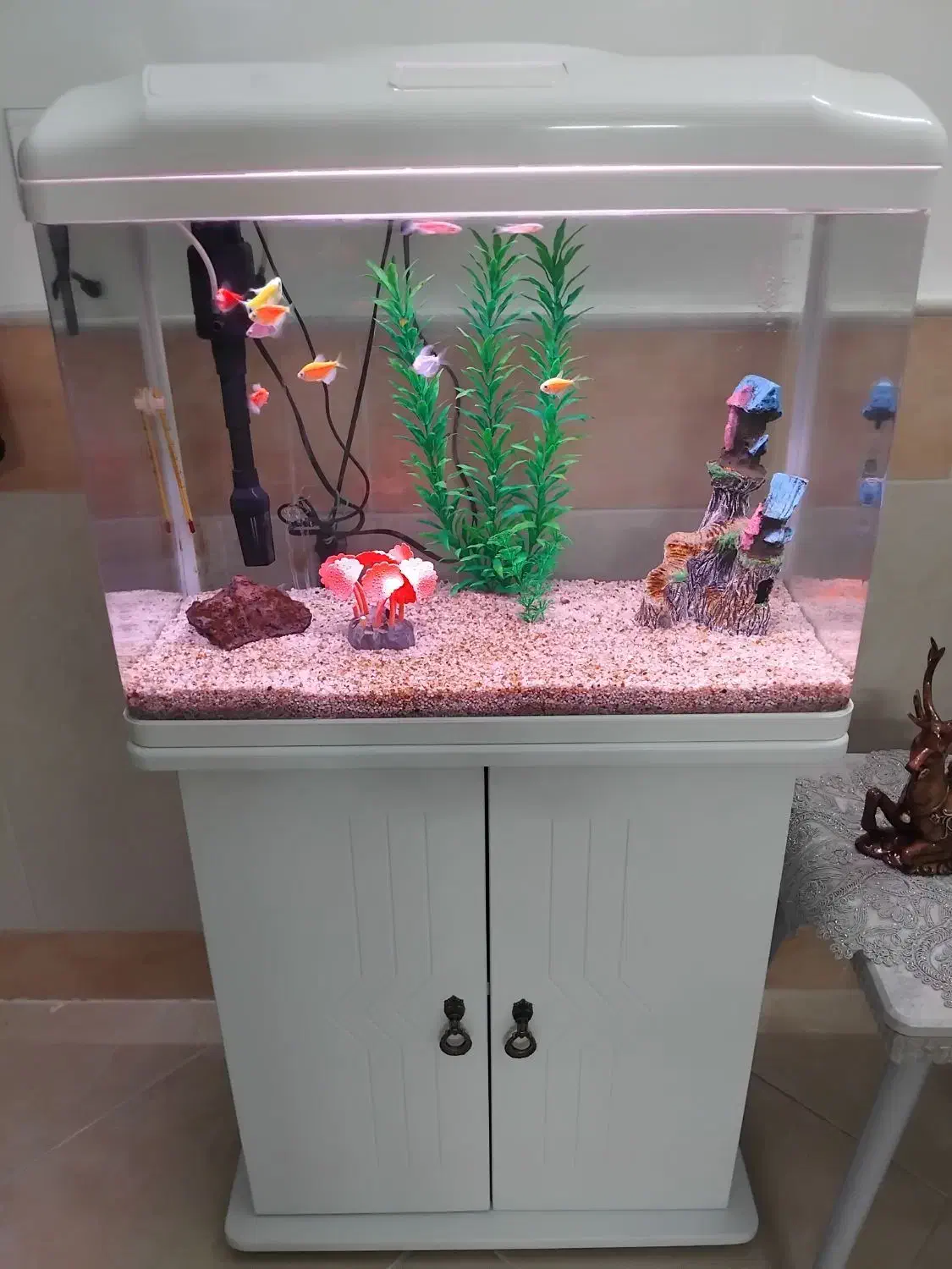 فوری|ماهی|قم, مجیدیه|دیوار