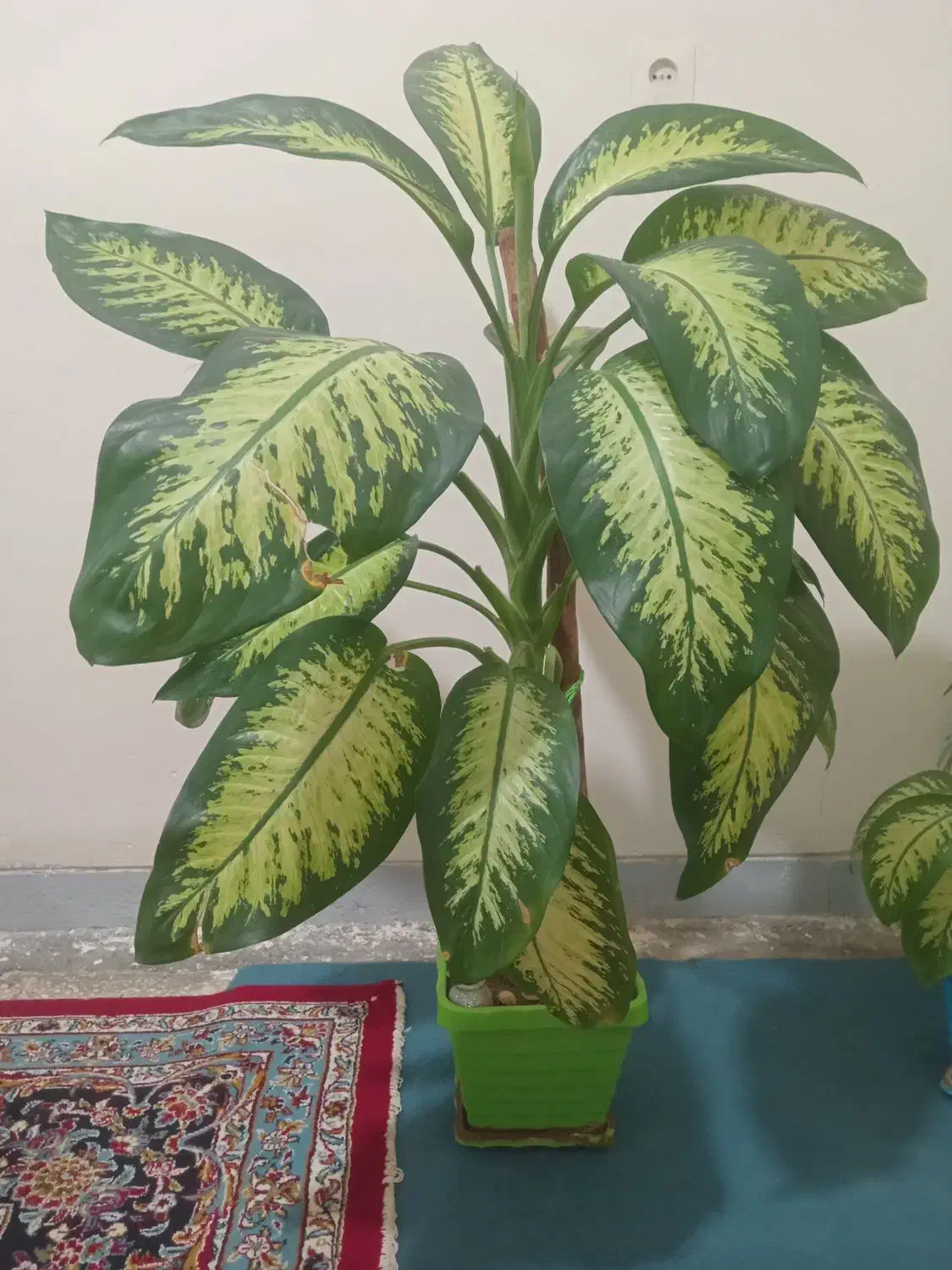 گل طبیعی|گل و گیاه طبیعی|لردگان, |دیوار